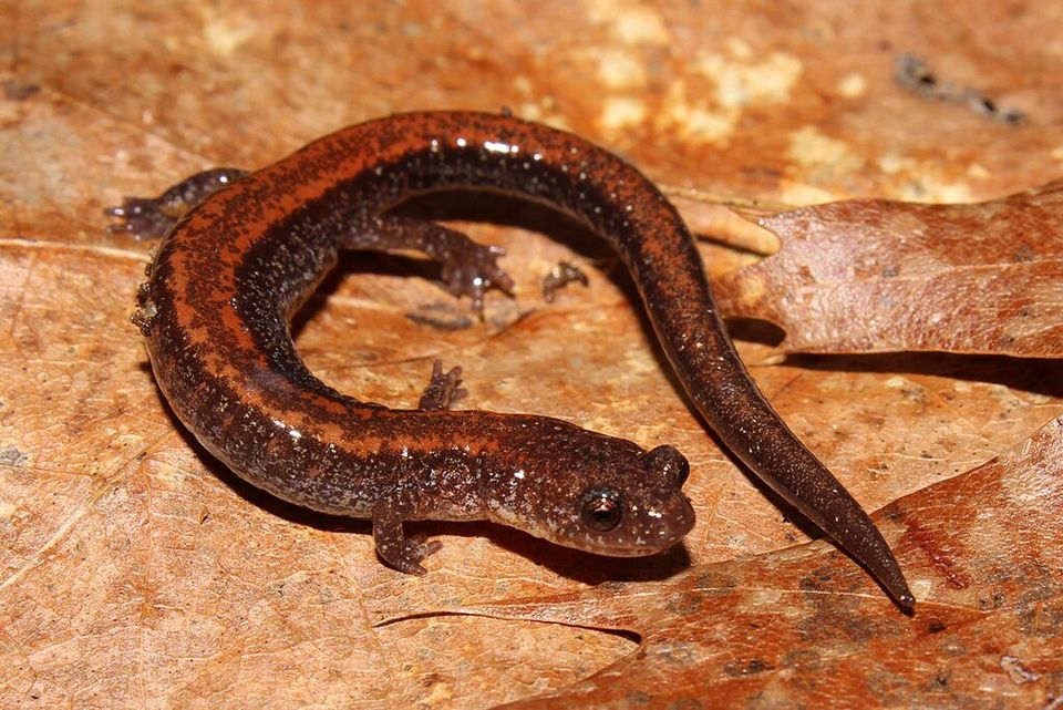 Red-backed Salamander wildlife guide for Hocking Hills State Park