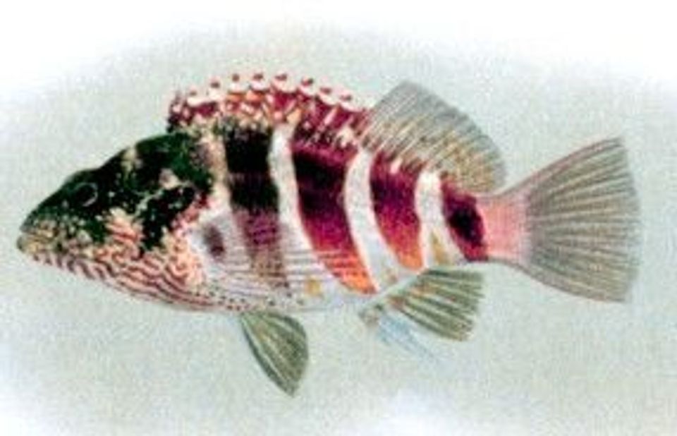 Redbarred Hawkfish wildlife guide for West Maui Scenic Drive