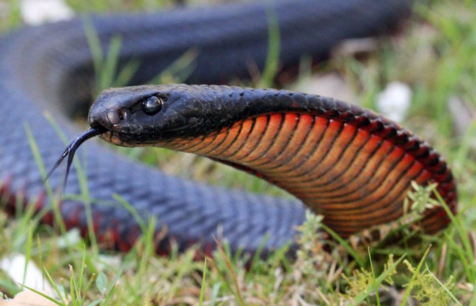 Red-bellied Black Snake in Booderee National Park