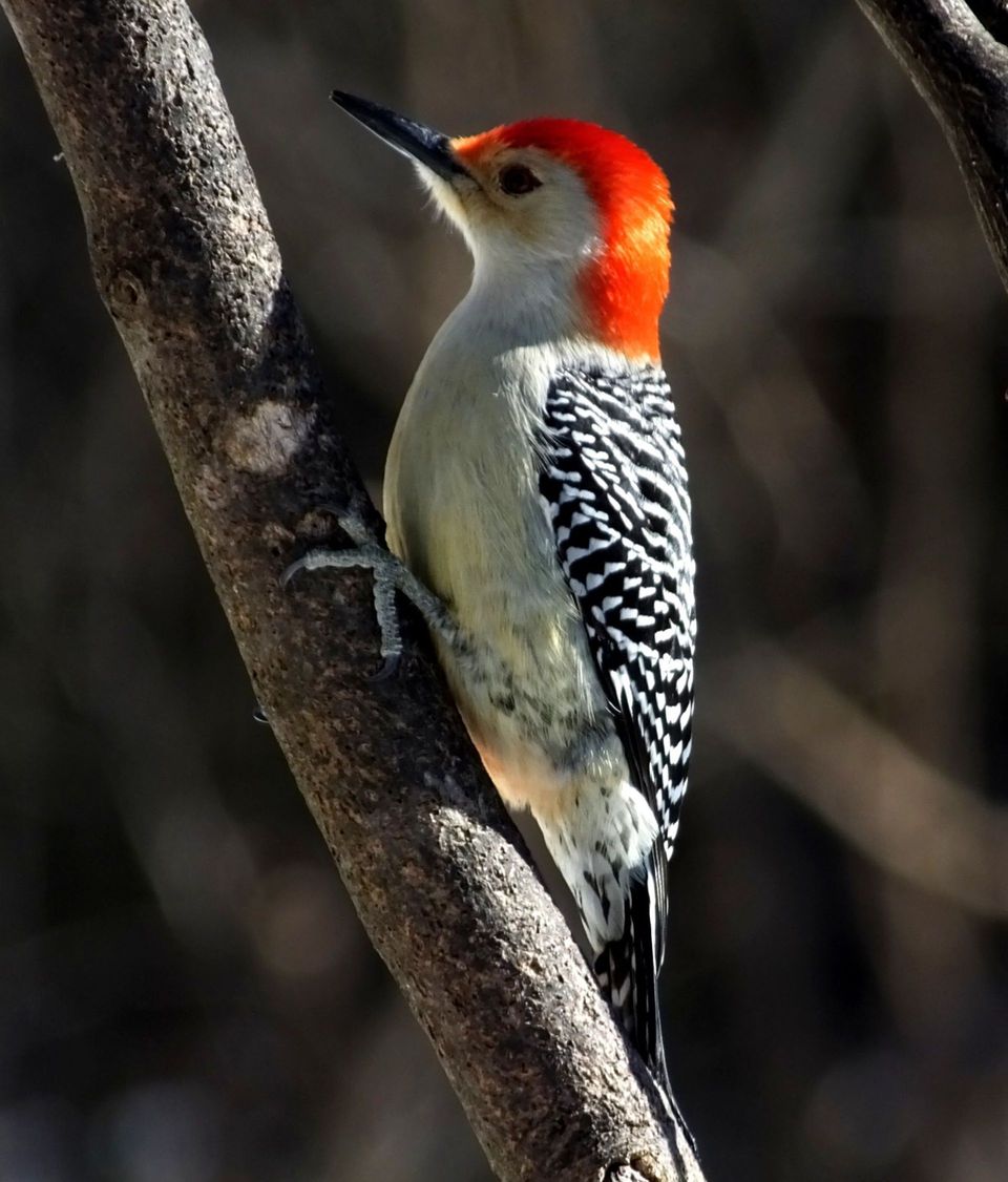 Red-bellied Woodpecker wildlife guide for Shenandoah National Park