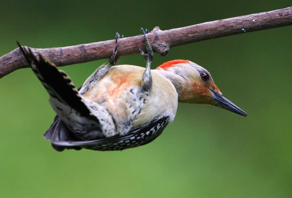 Red-bellied Woodpecker wildlife guide for Cuyahoga Valley National Park