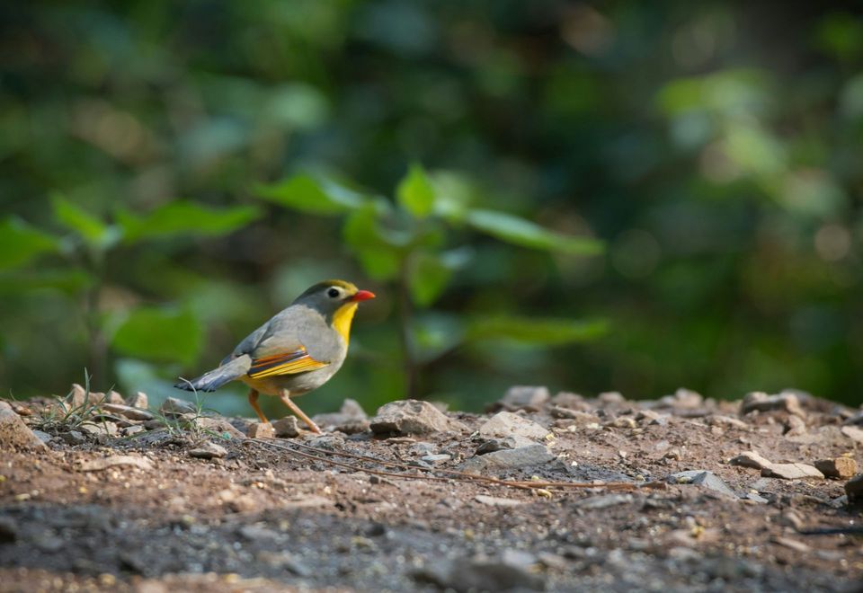 Red-billed Leiothrix wildlife guide for Haleakalā National Park