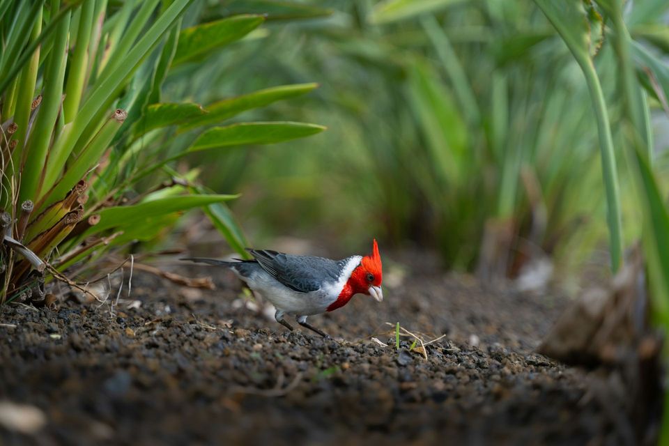 Red-crested Cardinal wildlife guide for Road to Hana