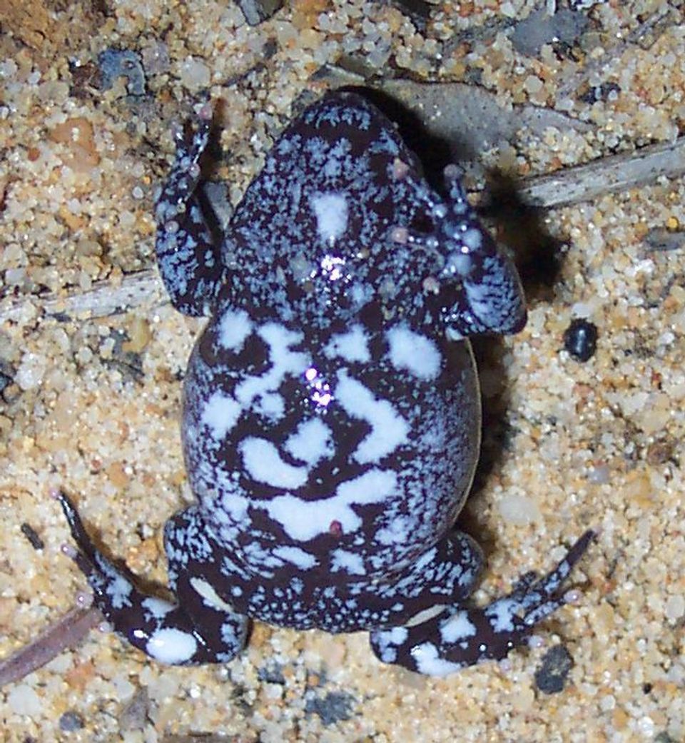 Red-crowned Toadlet wildlife guide for Royal National Park
