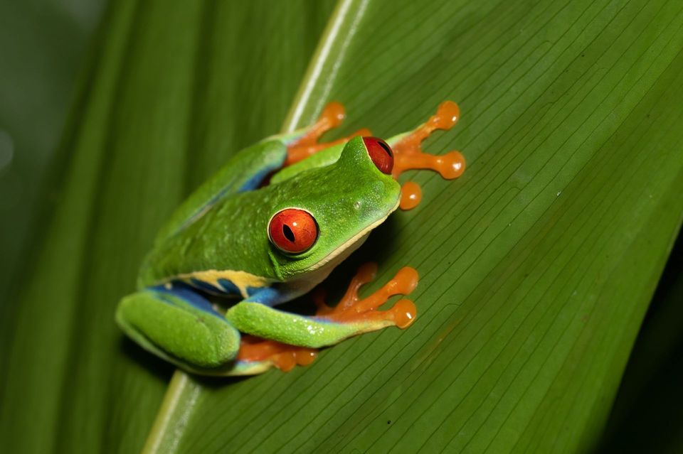 Red-eyed Tree Frog wildlife guide for Manuel Antonio National Park
