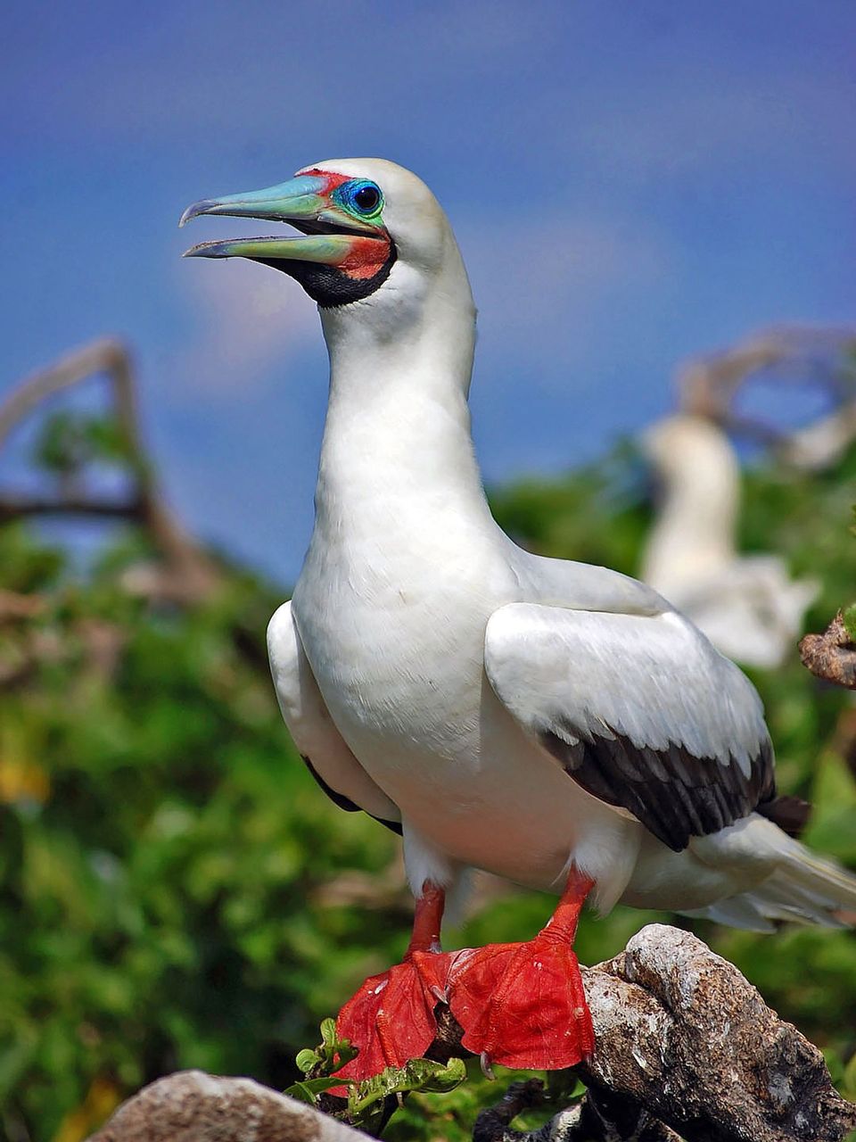 Red-footed Booby in Road to Hana