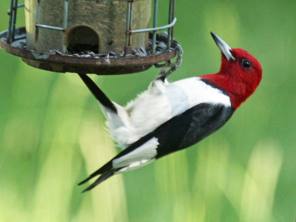 Red-headed Woodpecker wildlife guide for Indiana Dunes National Park