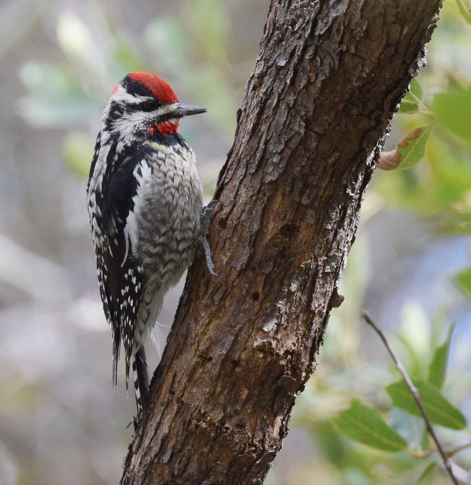 Red-naped Sapsucker wildlife guide for Mount Rushmore National Memorial