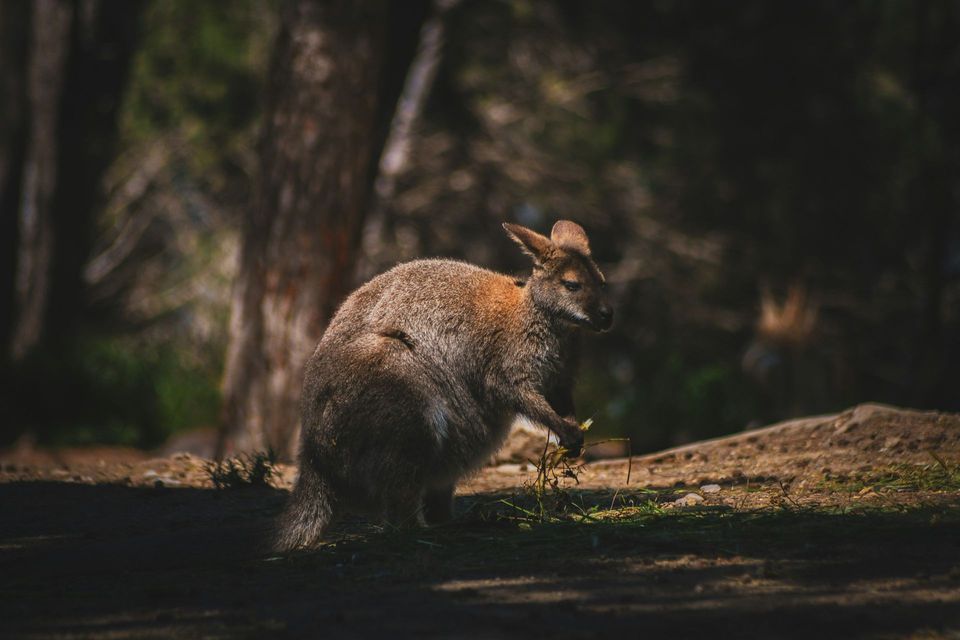 Red-necked Wallaby in Freycinet National Park