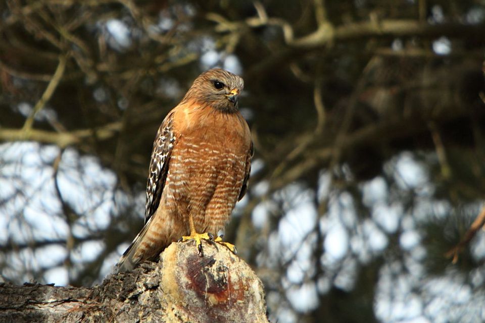 Red-shouldered Hawk in Shenandoah National Park