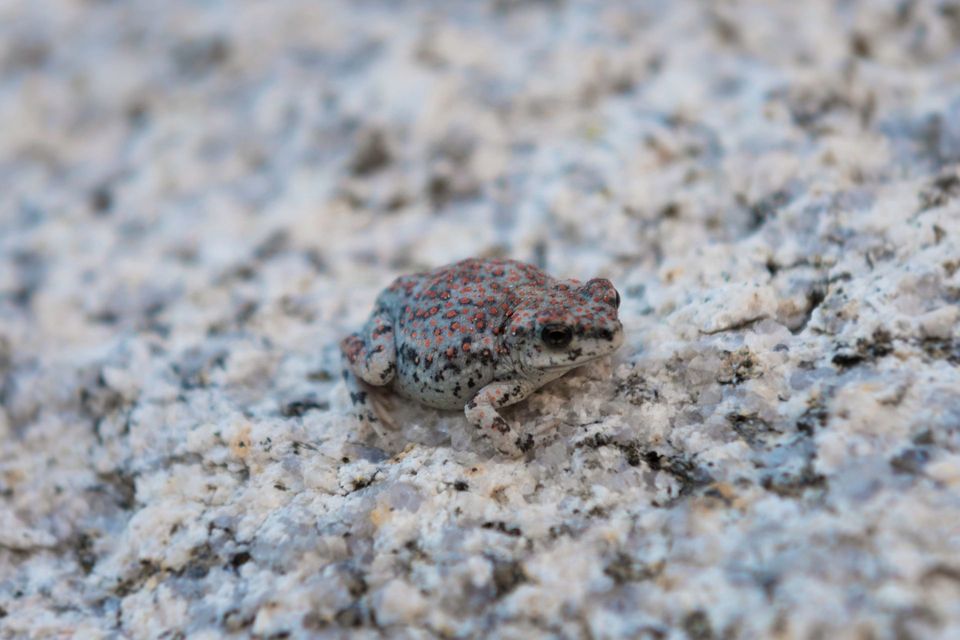 Red-spotted Toad wildlife guide for Arches National Park
