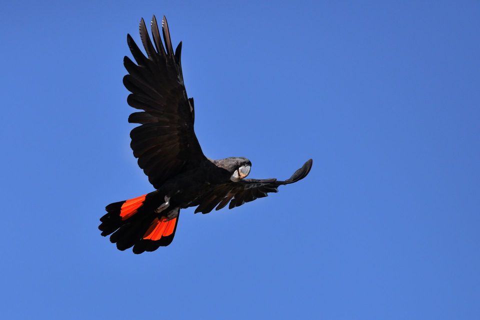 Red-tailed Black Cockatoo in Kakadu National Park
