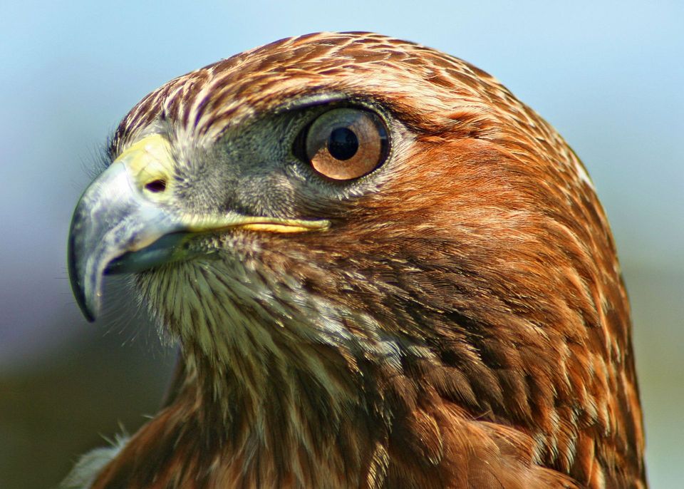 Red-tailed Hawk wildlife guide for Valley of Fire State Park