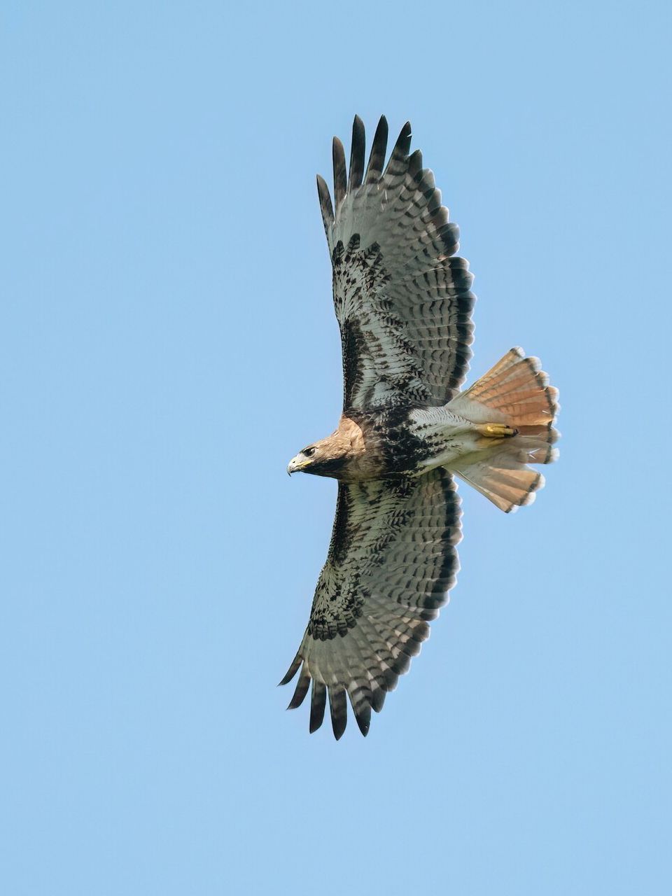 Red-tailed Hawk in Gateway Arch National Park