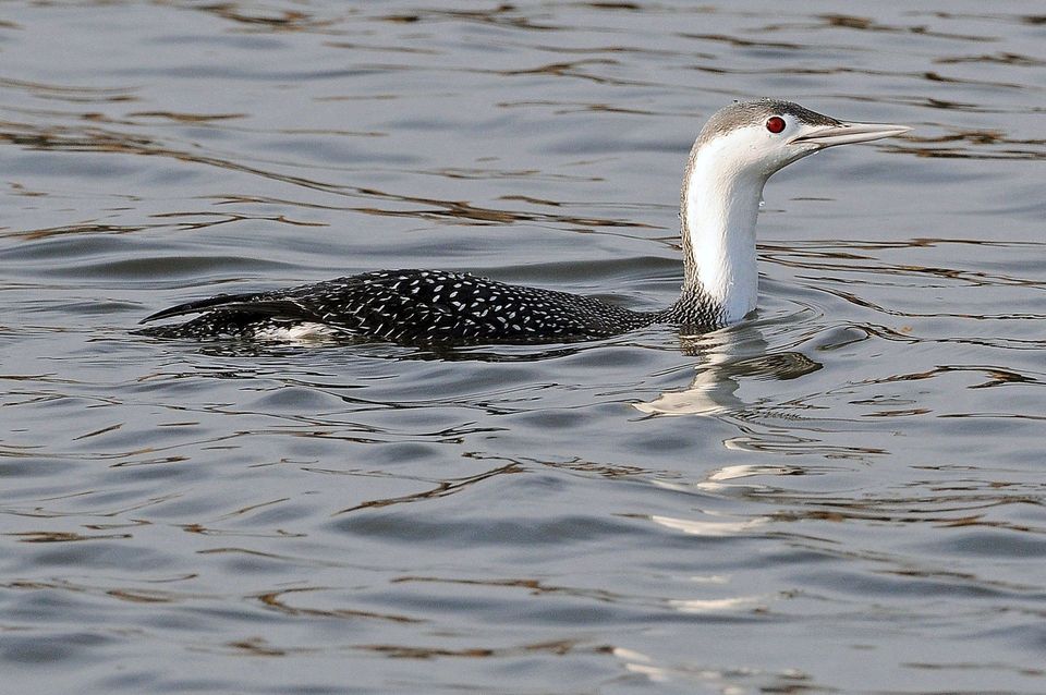 Red-throated Loon wildlife guide for Vatnajökull National Park