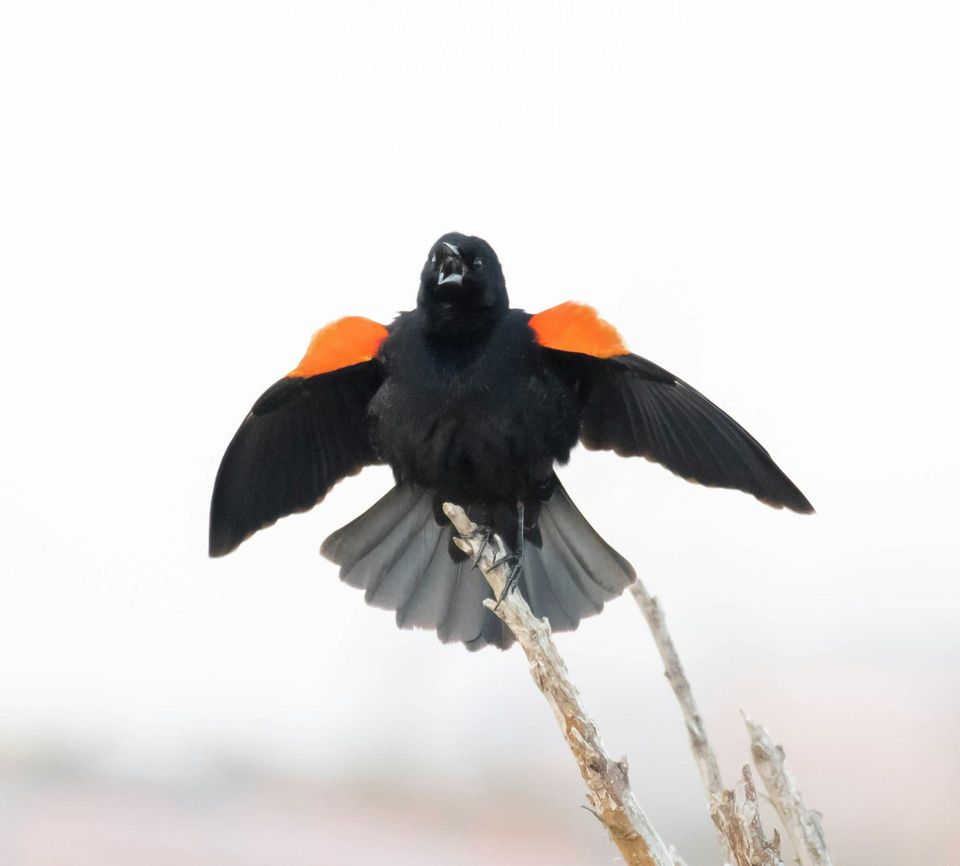 Red-winged Blackbird in Gateway Arch National Park