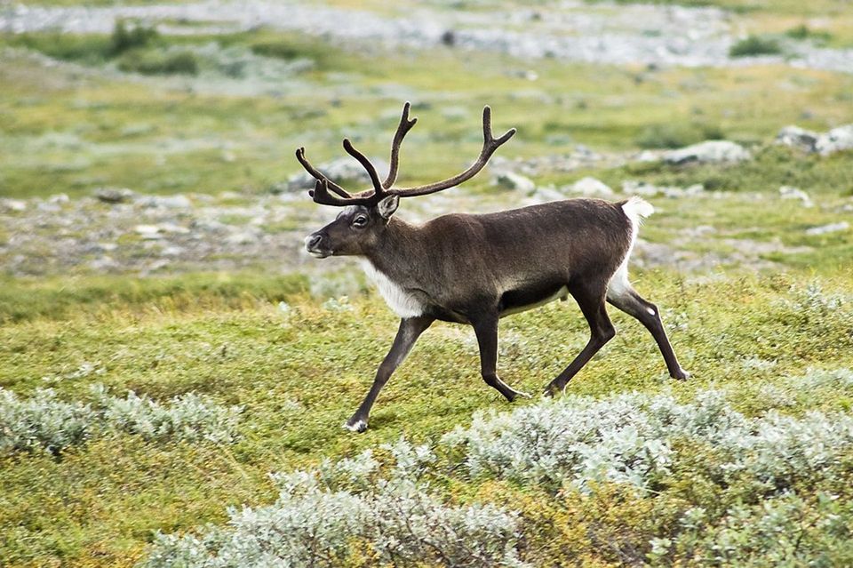 Reindeer in Cairngorms National Park