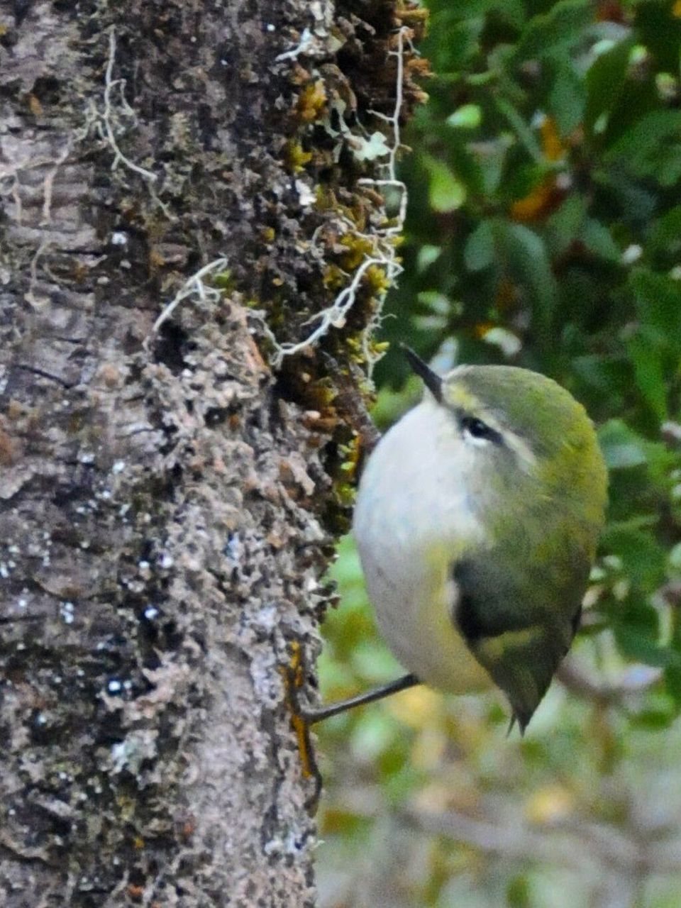 Rifleman in Nelson Lakes National Park