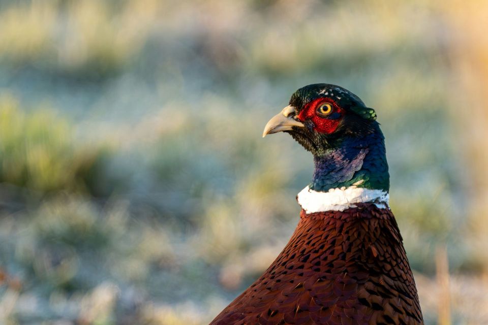 Ring-necked Pheasant wildlife guide for Haleakalā National Park