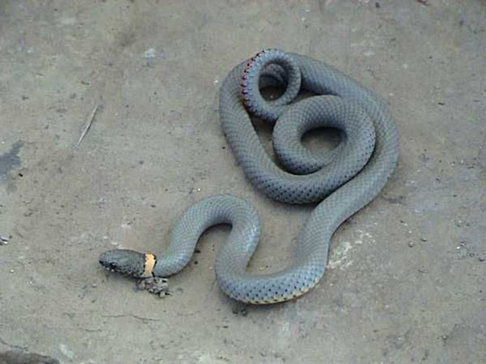 Ring-necked Snake wildlife guide for Hocking Hills State Park