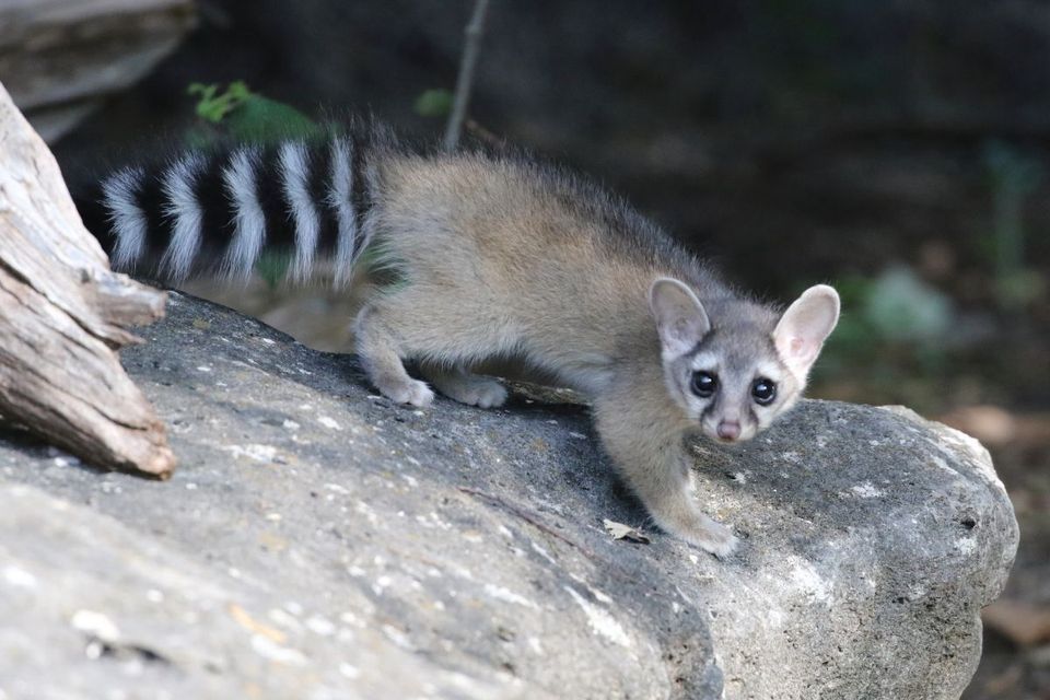 Ringtail in Valley of Fire State Park