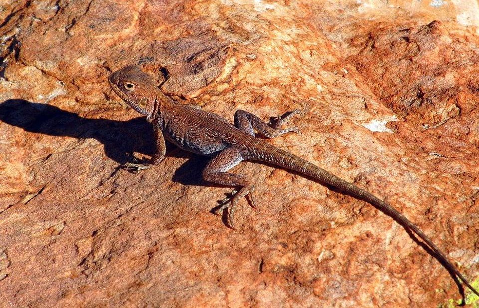 Ring-tailed Dragon in Karijini National Park