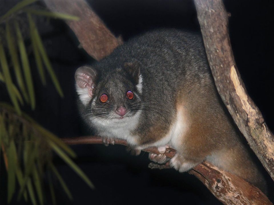 Ring-tailed Possum wildlife guide for Great Ocean Road