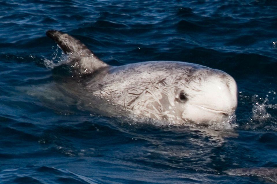 Risso's Dolphin wildlife guide for Channel Islands National Park