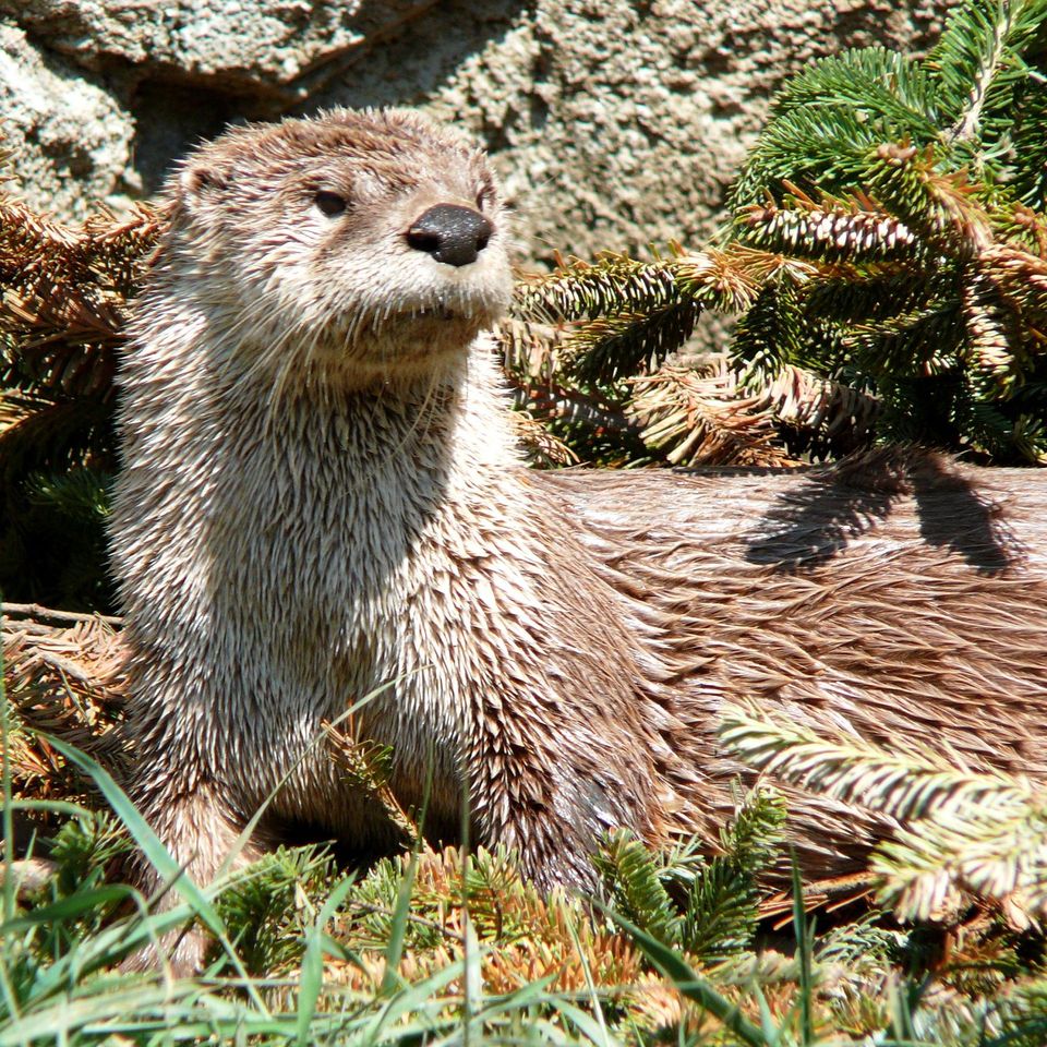 River Otter wildlife guide for Everglades National Park