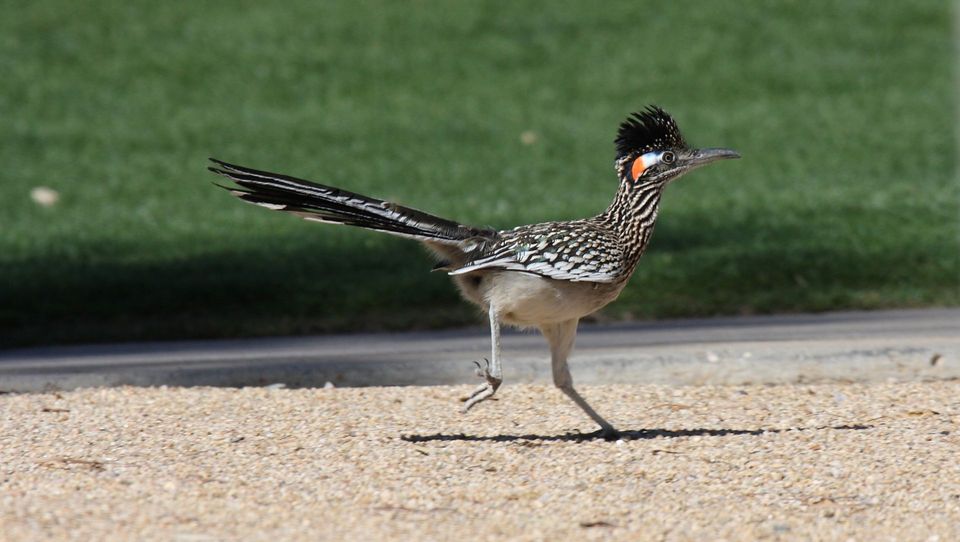 Roadrunner in Big Bend National Park