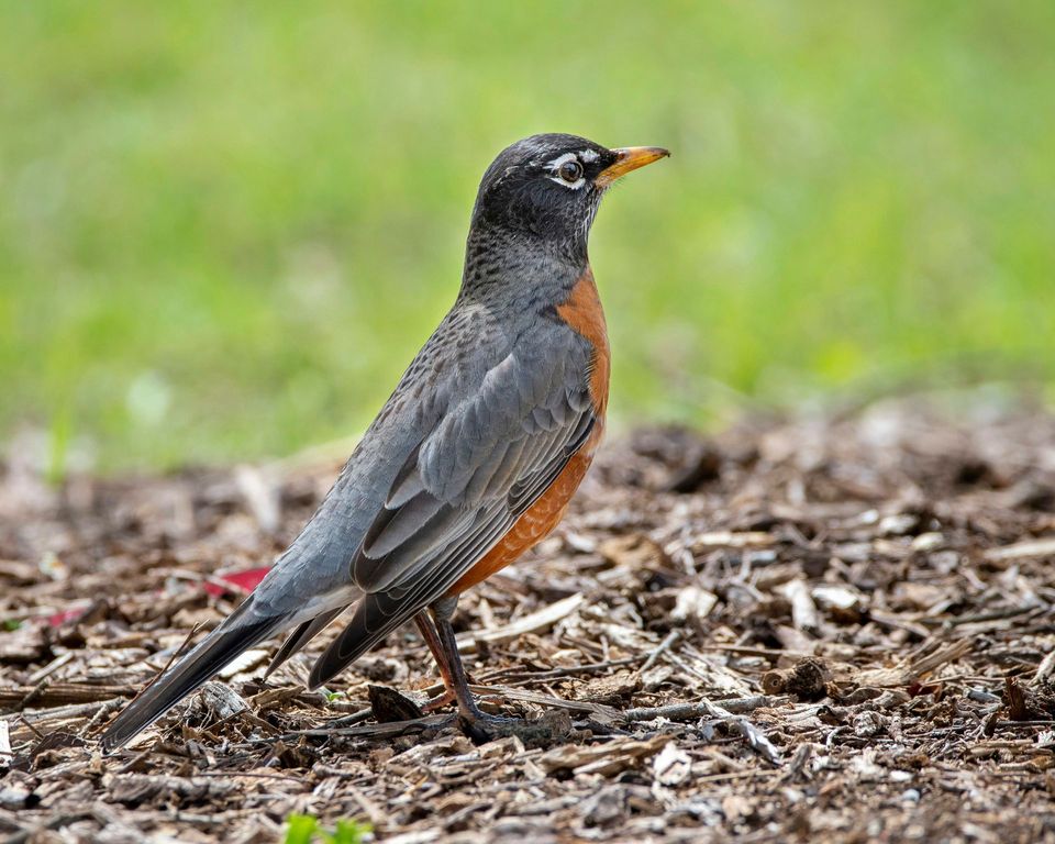 Robin in Gateway Arch National Park