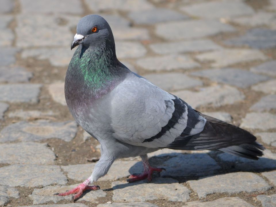 Rock Pigeon wildlife guide for Teide National Park
