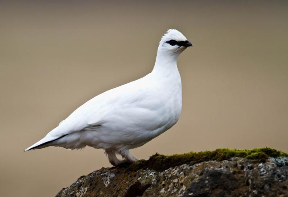 Rock Ptarmigan in Berchtesgaden National Park