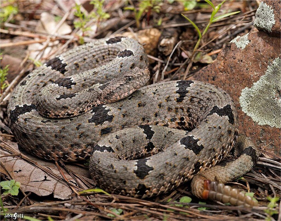 Rock Rattlesnake
