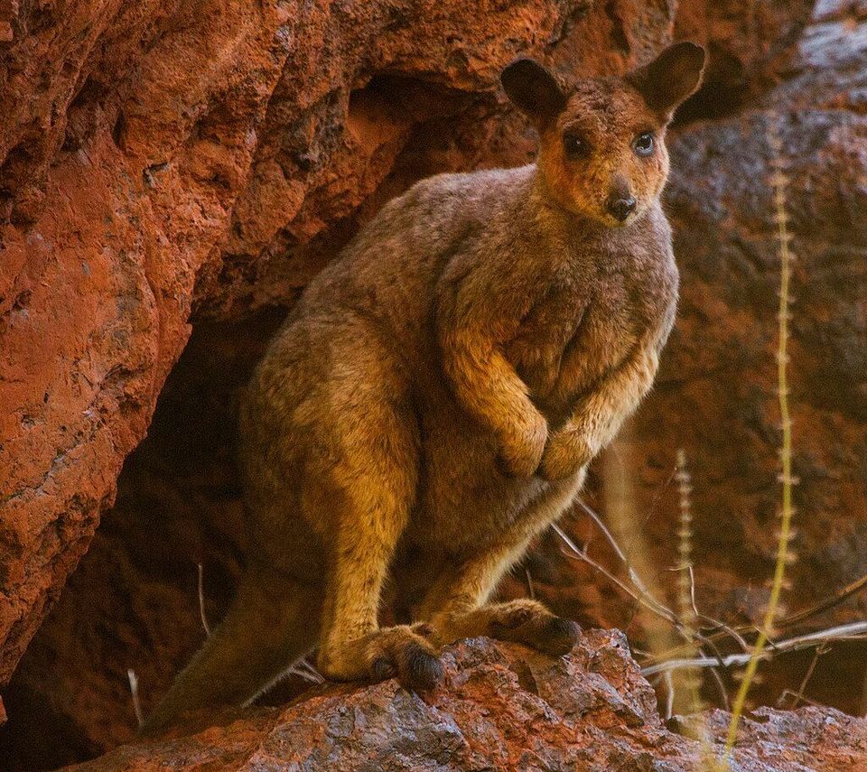 Rock Wallaby in Karijini National Park