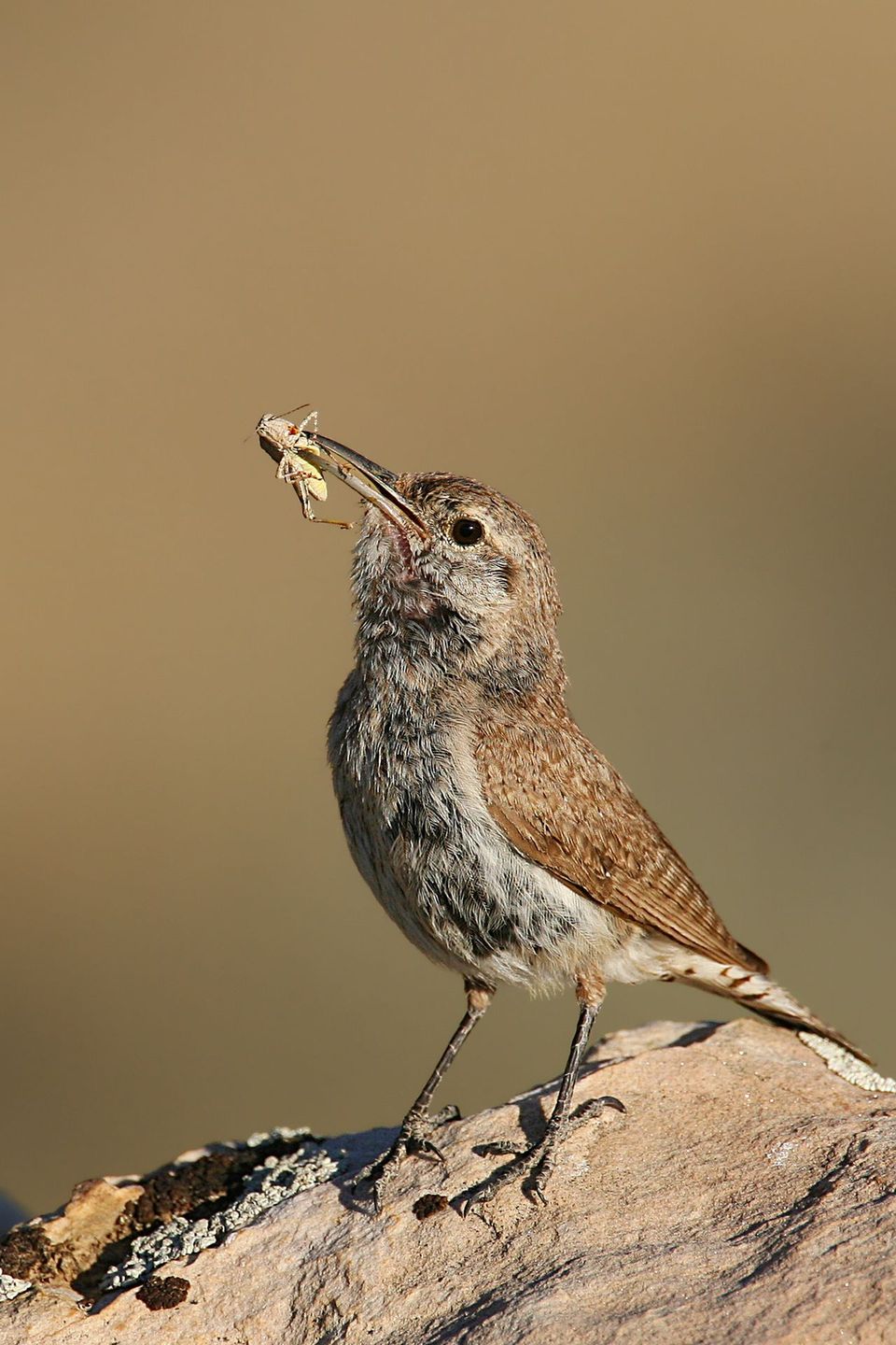 Rock Wren in Black Canyon of the Gunnison National Park