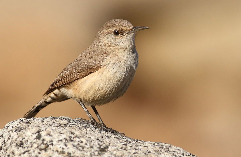Rockwren in Mount Aspiring National Park