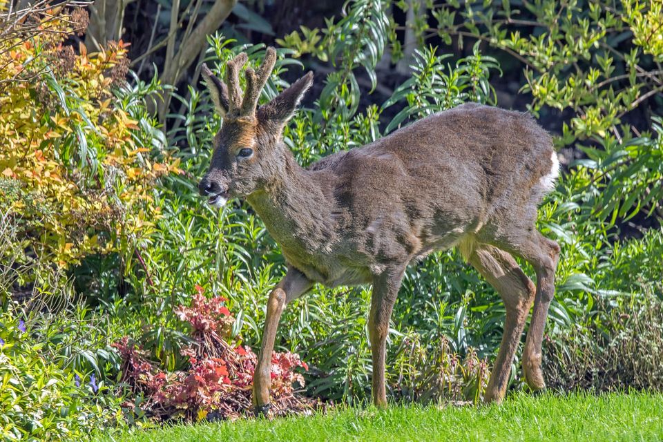 Roe Deer in Cairngorms National Park