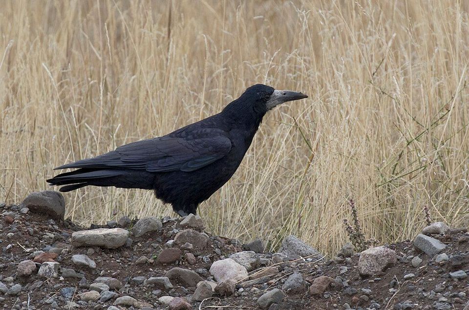 Rook in Killarney National Park