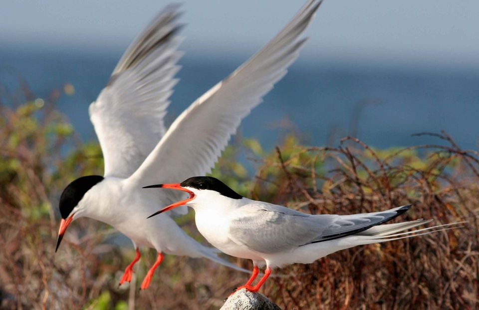 Roseate Tern wildlife guide for Cape Cod National Seashore