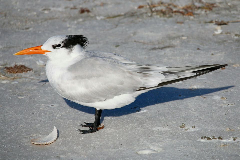 Royal Tern wildlife guide for Dry Tortugas National Park