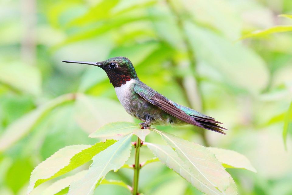 Ruby-throated Hummingbird wildlife guide for Blue Ridge Parkway