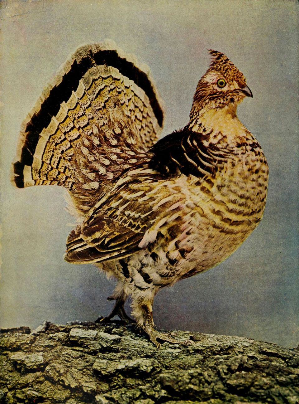 Ruffed Grouse in Algonquin Provincial Park