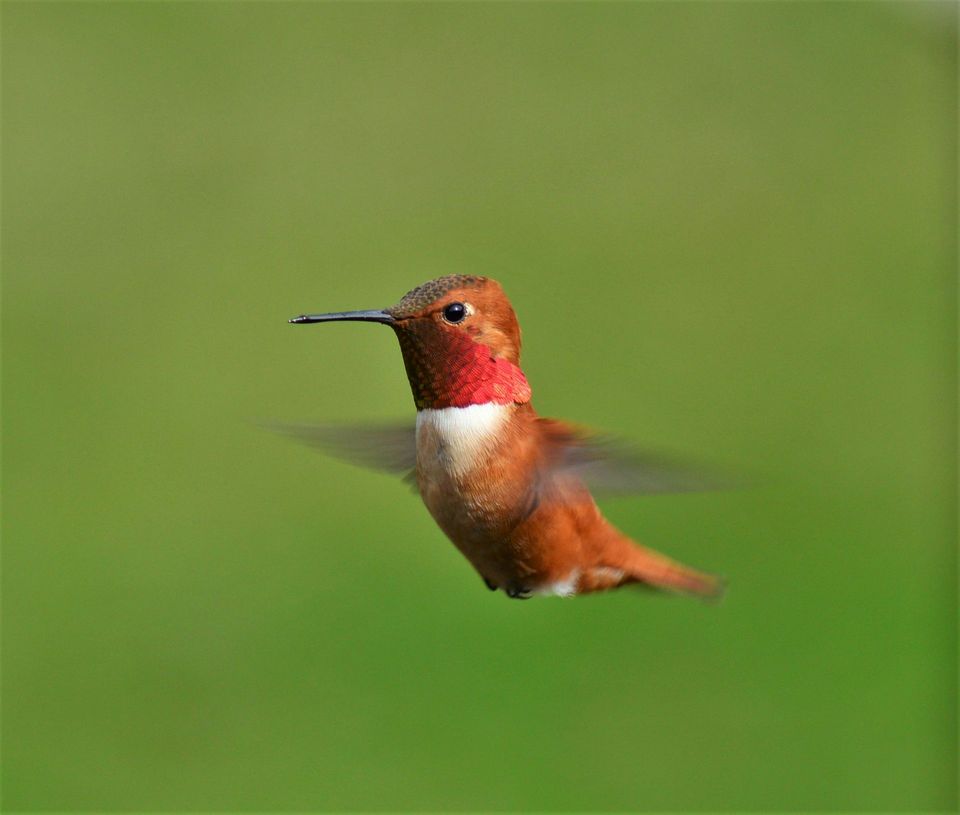 Rufous Hummingbird wildlife guide for Crater Lake National Park
