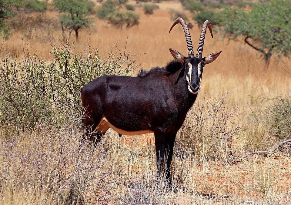 Sable Antelope wildlife guide for Kruger National Park