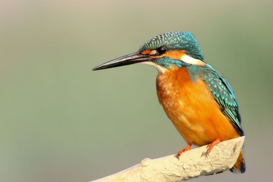 Sacred Kingfisher in Booderee National Park