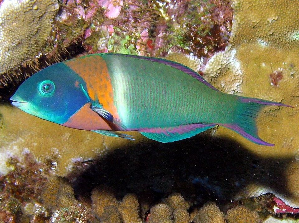Saddle Wrasse wildlife guide for Road to Hana