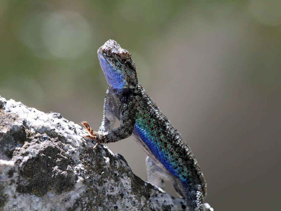 Sagebrush Lizard in Arches National Park