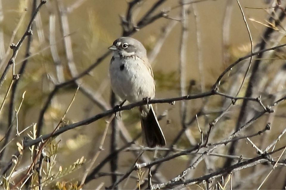 Sagebrush Sparrow in White Sands National Park