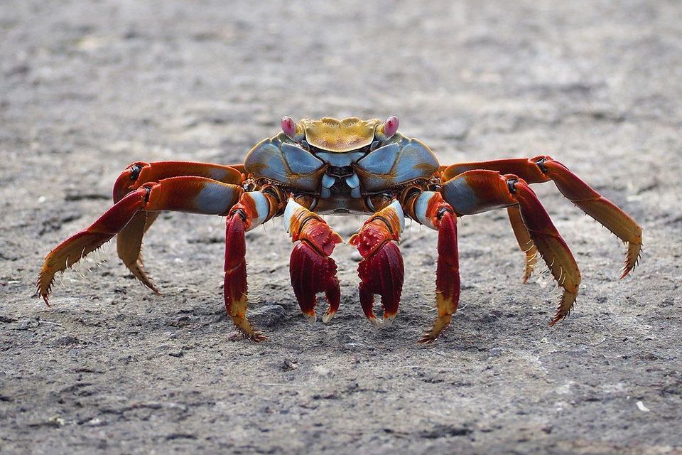 Sally Lightfoot Crab in Red Road (Kapoho–Kalapana Road), Hawaii